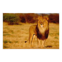 Africa, Namibia, Okonjima. Lone male lion