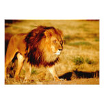 Africa, Namibia, Okonjima. Lone male lion.