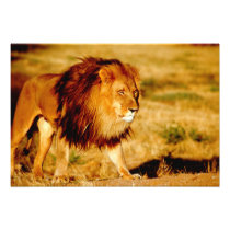 Africa, Namibia, Okonjima. Lone male lion.