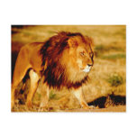 Africa, Namibia, Okonjima. Lone male lion. Postcard
