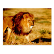 Africa, Namibia, Okonjima. Lone male lion. Postcard