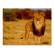Africa, Namibia, Okonjima. Lone male lion Postcards