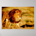 Africa, Namibia, Okonjima. Lone male lion. posters