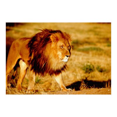 Africa, Namibia, Okonjima. Lone male lion. Posters by danitadelimont