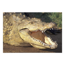 Africa, South Africa Nile crocodile