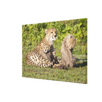 Africa. Tanzania. Cheetah mother and cubs 2 Gallery Wrapped Canvas