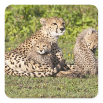 Africa. Tanzania. Cheetah mother and cubs 2