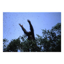 Africa, Tanzania, Glitter reaches for flying