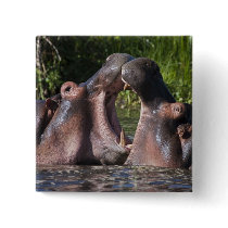 Africa. Tanzania. Hippopotamus sparring at the