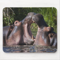 Africa. Tanzania. Hippopotamus sparring at the