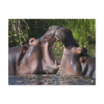 Africa. Tanzania. Hippopotamus sparring at the