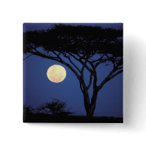 Africa, Tanzania, Tarangire. Acacia tree in Pin