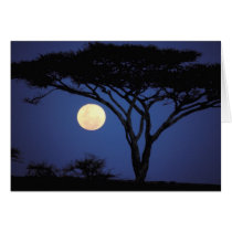 Africa, Tanzania, Tarangire. Acacia tree in Greeting Cards