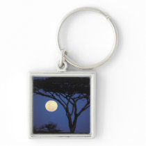 Africa, Tanzania, Tarangire. Acacia tree in Key Chain