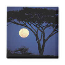 Africa, Tanzania, Tarangire. Acacia tree in Magnet