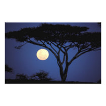 Africa, Tanzania, Tarangire. Acacia tree in