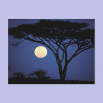 Africa, Tanzania, Tarangire. Acacia tree in postcards