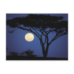Africa, Tanzania, Tarangire. Acacia tree in Postcards
