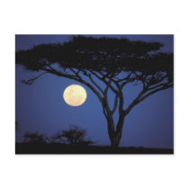 Africa, Tanzania, Tarangire. Acacia tree in Postcards