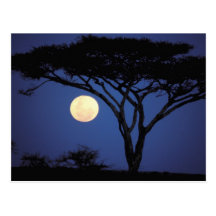 Africa, Tanzania, Tarangire. Acacia tree in Postcards