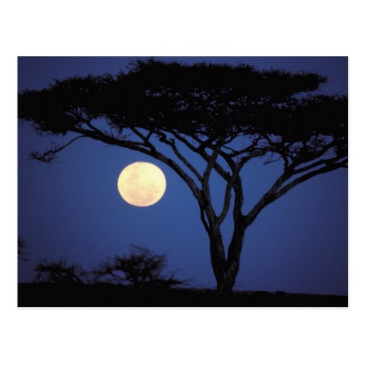 Africa, Tanzania, Tarangire. Acacia tree in Postcards