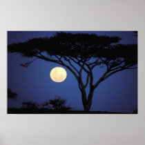 Africa, Tanzania, Tarangire. Acacia tree in