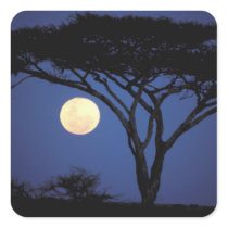 Africa, Tanzania, Tarangire. Acacia tree in Square Stickers
