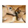 African antelope and fawn post cards