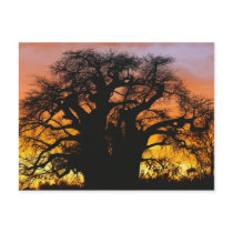 African baobab tree, Adansonia digitata, Post Cards