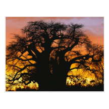 African baobab tree, Adansonia digitata, Post Cards