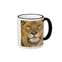 African Barbary Lion, Panthera leo leo, one of Mugs