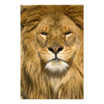 African Barbary Lion, Panthera leo leo, one of