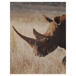 African black rhino with big horns full color flyer