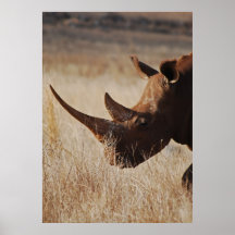 African black rhino with big horns posters