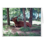 African Bongo Greeting Card
