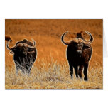 African Buffalo Greeting Cards