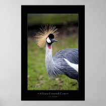 African Crowned Crane Print