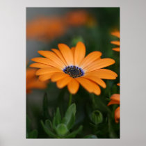 "African Daisy"