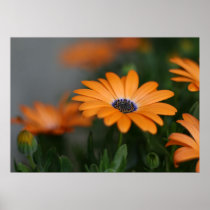 "African Daisy"