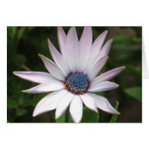 African Daisy Card
