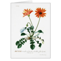 African Daisy Cards