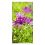 African Daisy Flower Photo Card