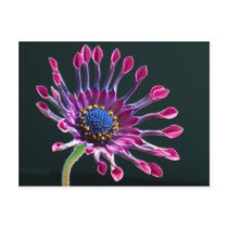 African Daisy Flower Postcard