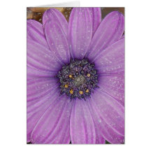 African Daisy Greeting Card