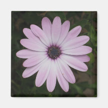 African Daisy Magnet
