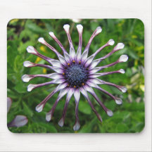African daisy mouse pads