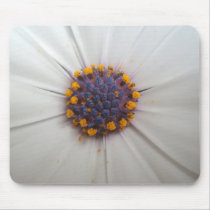 African Daisy Photograph Mousepad