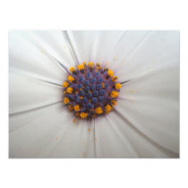 African Daisy Photography