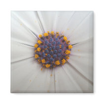 African Daisy Photography Square Magnets