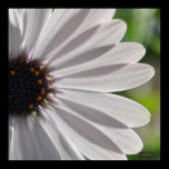 African Daisy posters